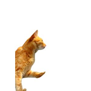 Two Curious Cats Exploring Cherry Blossom Branches On A Sunny Day. 19449 - Cat PNG image with transparent background